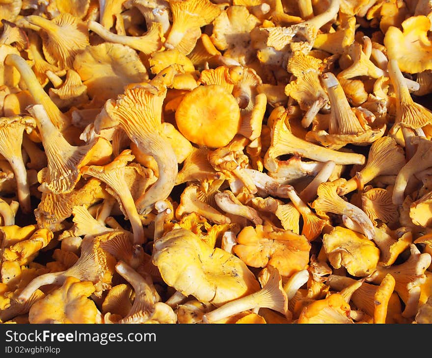 Chanterelle