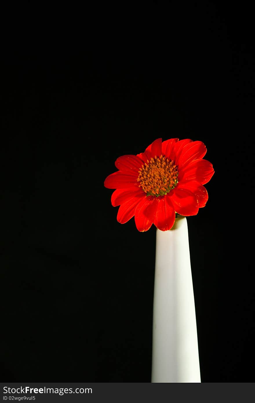 Red gerbera daisy isolated on black background