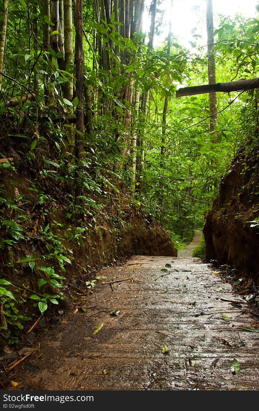 Way in forest