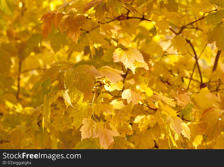 Autumn colorful leaves, natural backdrop for any purpose. Autumn colorful leaves, natural backdrop for any purpose