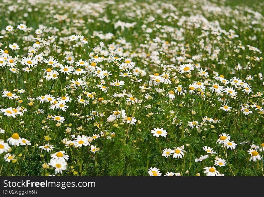 Field of daisies