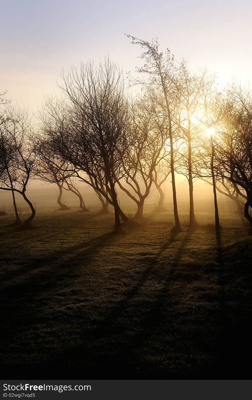 Misty morning