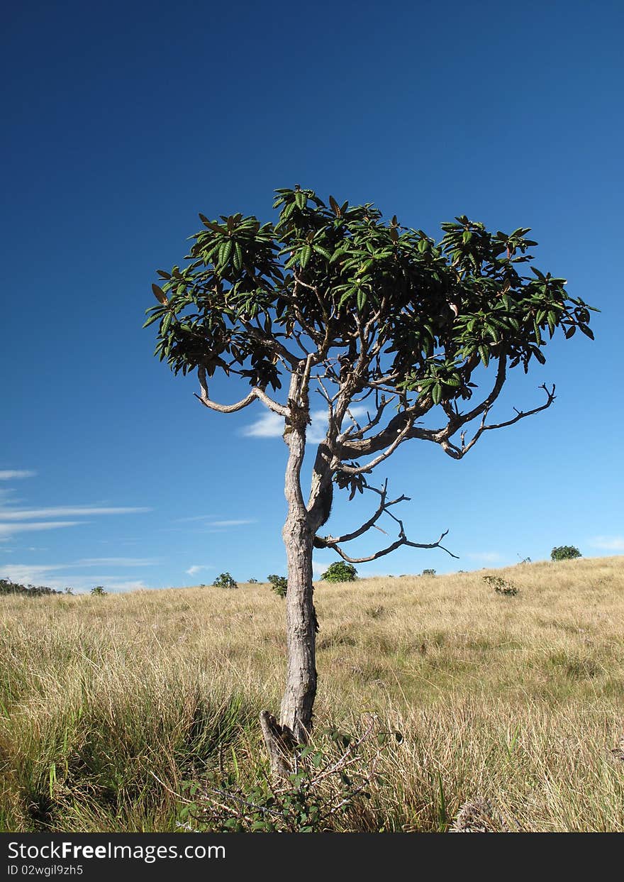 Standalone tree (bush) in Sri Lanka. Standalone tree (bush) in Sri Lanka