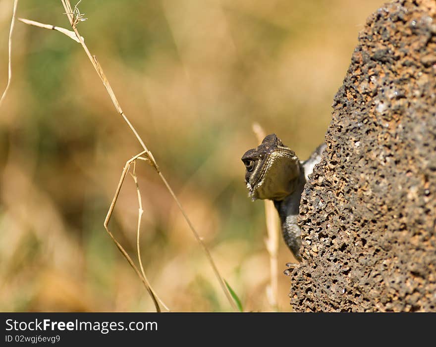 A female Agama from Kenya lizard looks carefully before moving out from the safety of a rock. A female Agama from Kenya lizard looks carefully before moving out from the safety of a rock.