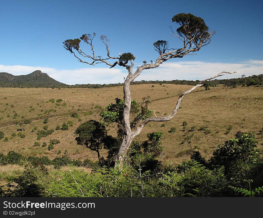 Standalone tree (bush) in Sri Lanka. Standalone tree (bush) in Sri Lanka