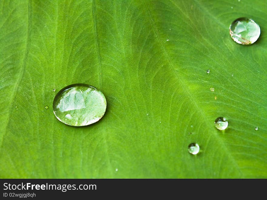 Nice detail of water drops on leaf - macro detail. Nice detail of water drops on leaf - macro detail