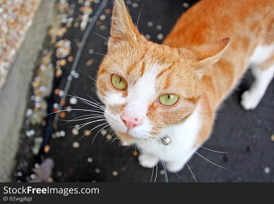 Lovely, Cute Cat Looking Into Camera