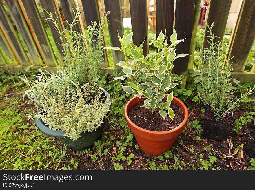 Planting In The Garden