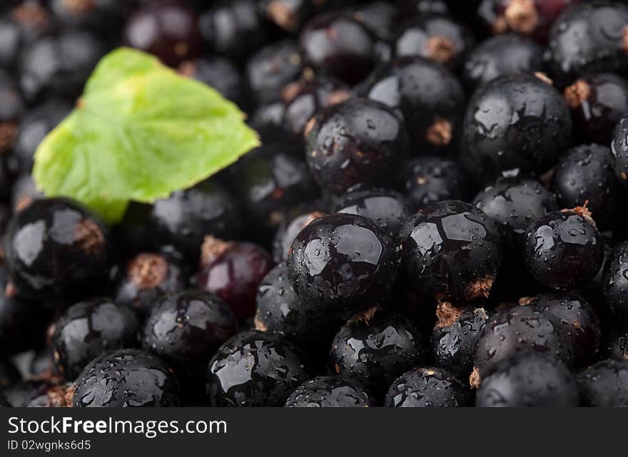 Black currant with drops of water and green leaf