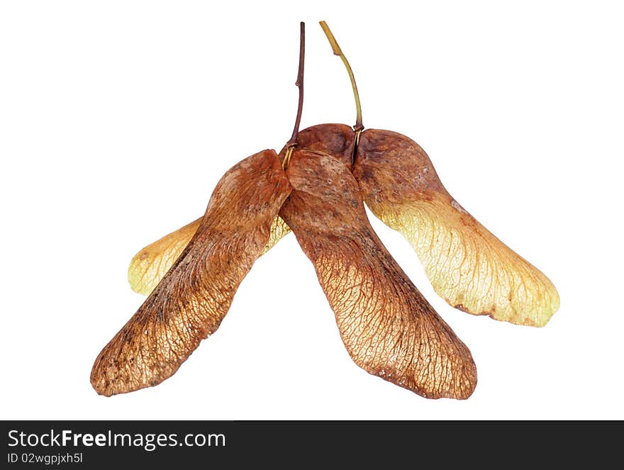 Maple tree seeds isolated in studio