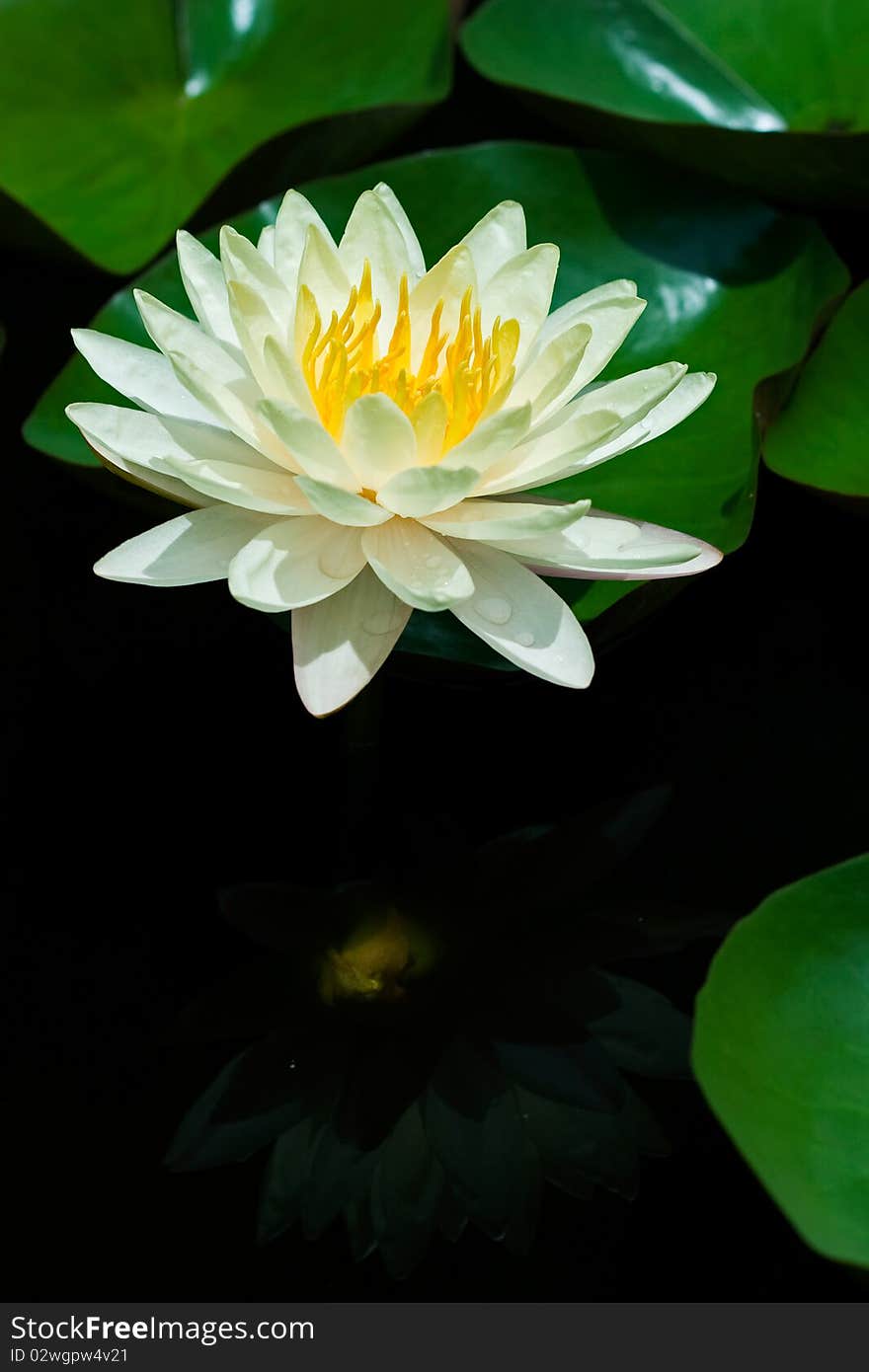 Yellow Water Lily