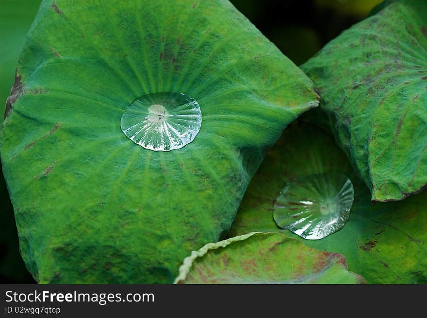 Water Drop on Green Lotus Leaf. Water Drop on Green Lotus Leaf