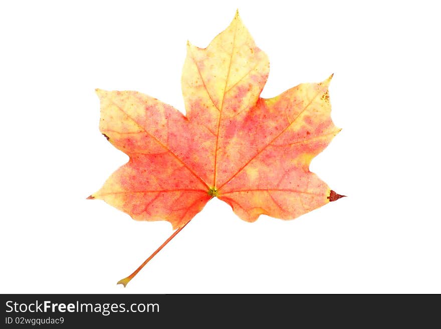 Autumn maple leaf