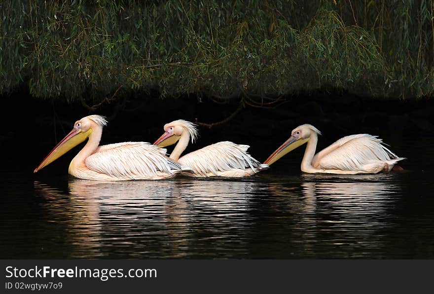 Evening drive pelicans in Chomutov Zoo.