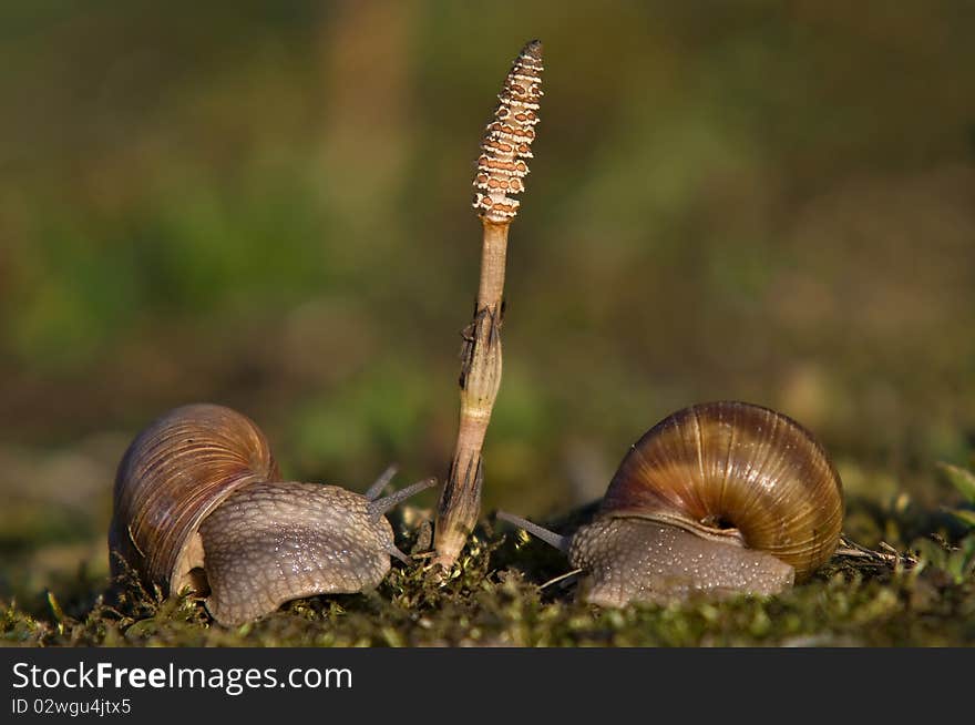 Meeting of the snails Horsetail.