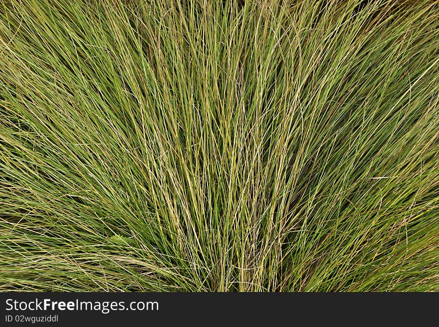 Close up of fan-shaped green grass background in autumn