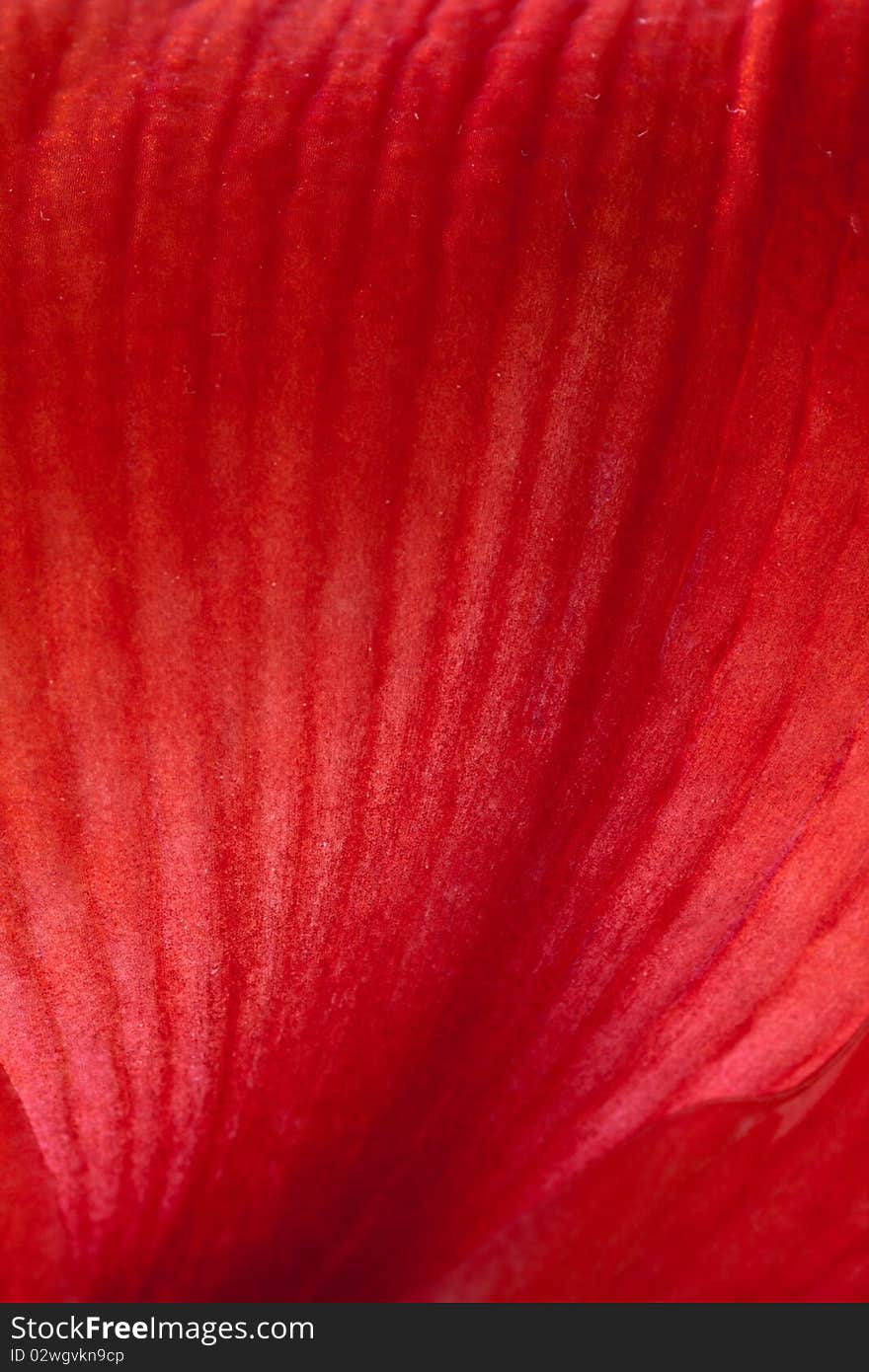 red Amaryllis