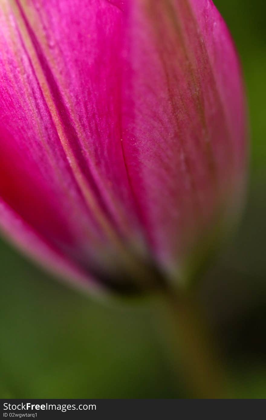 Pink Tulip