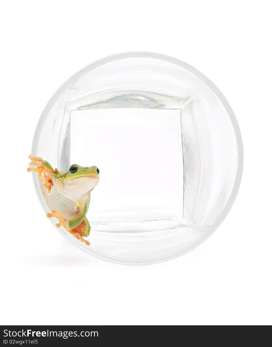 Frog in glassful