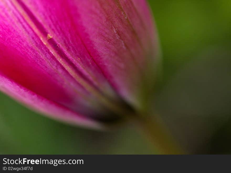 A close-up photo of pink tulip