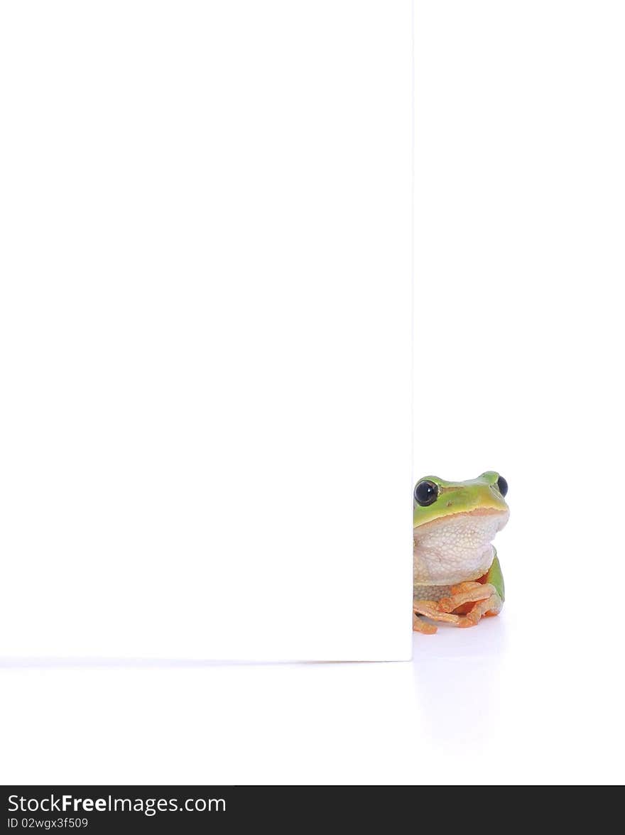 Frog message