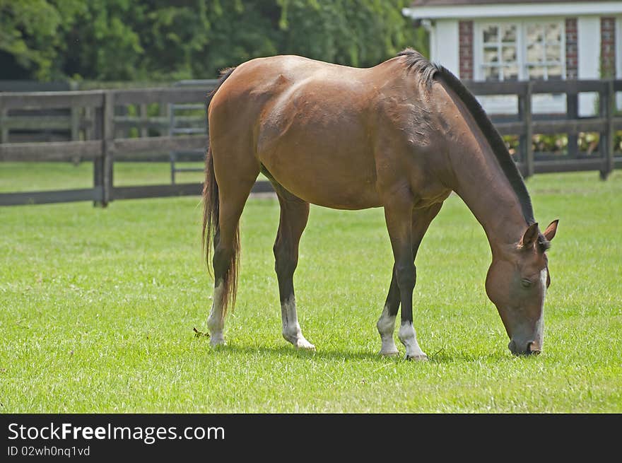 Grass Eating Horse