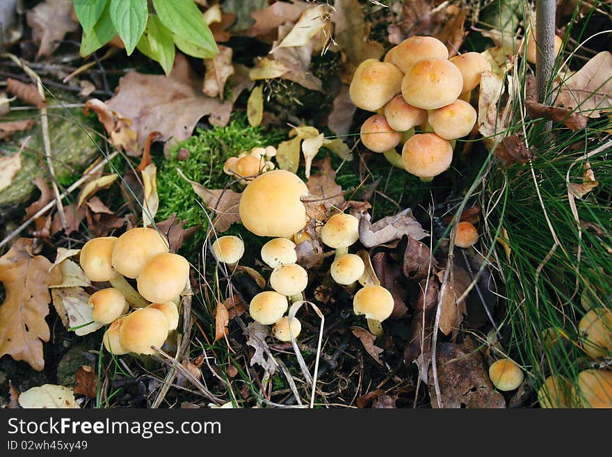 Detail of autumnal nature - mushrooms. Detail of autumnal nature - mushrooms