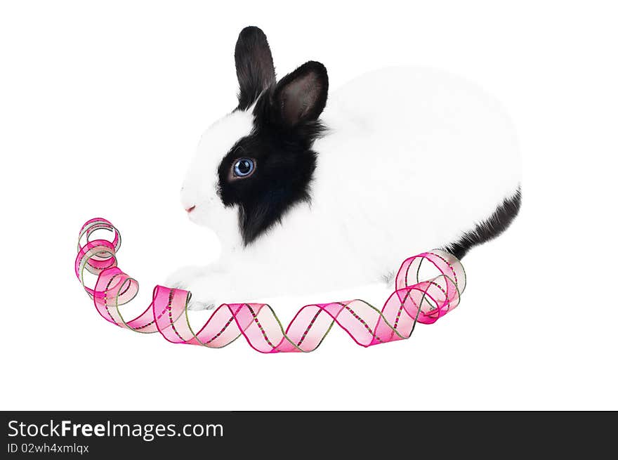 Rabbit with pink ribbon isolated on white