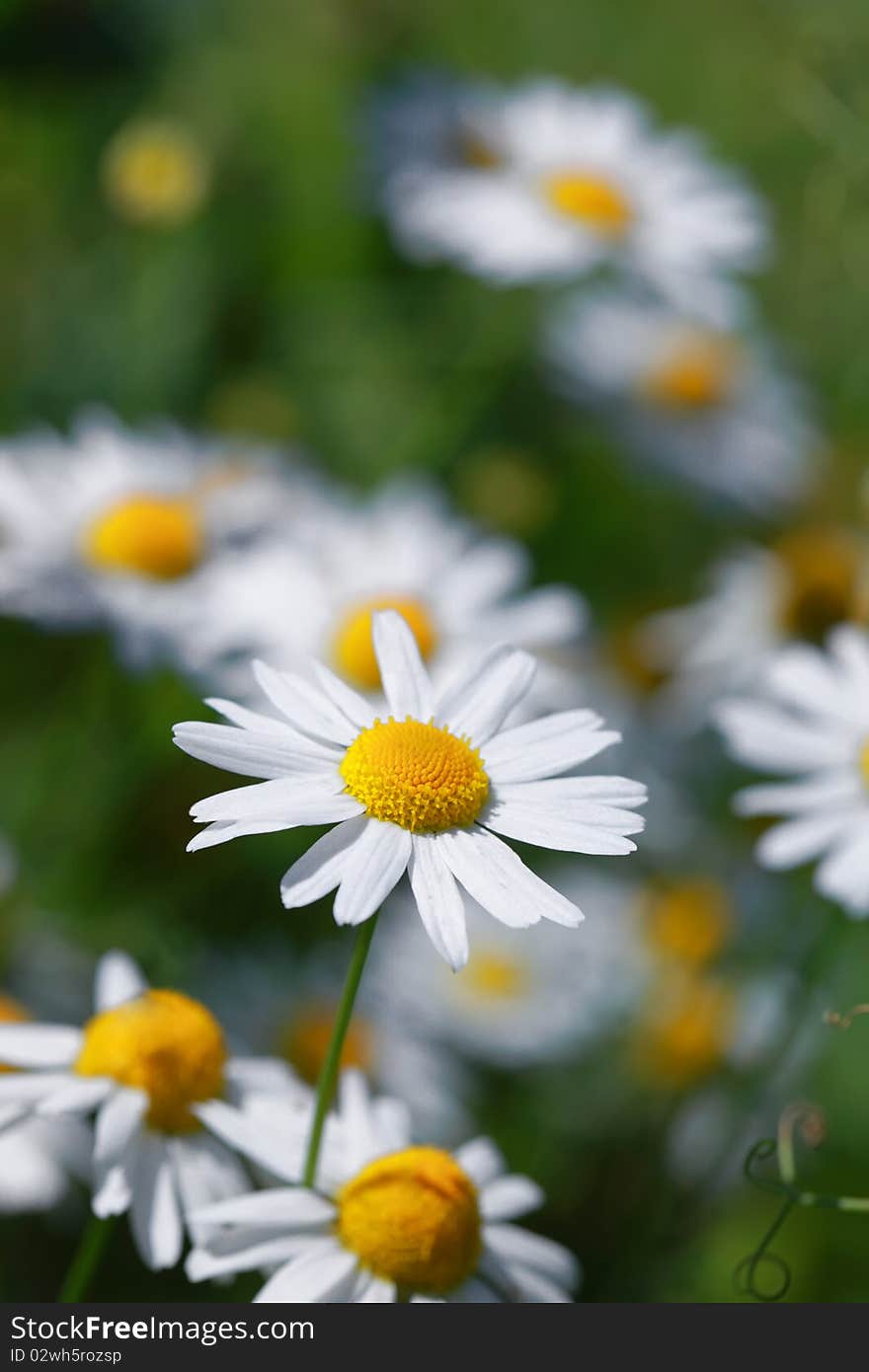 Daisy field in summer field. Daisy field in summer field