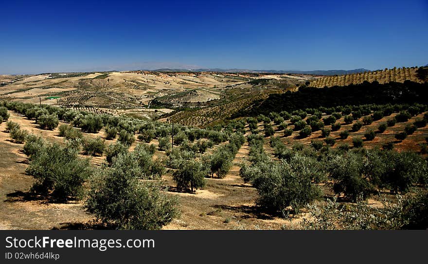 Olive Trees