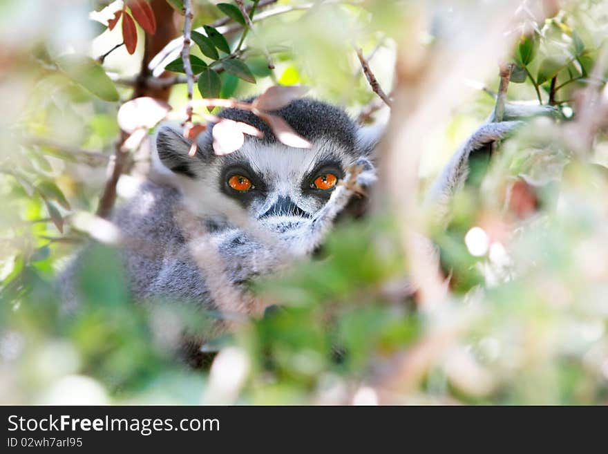 Lemur looking through leaves