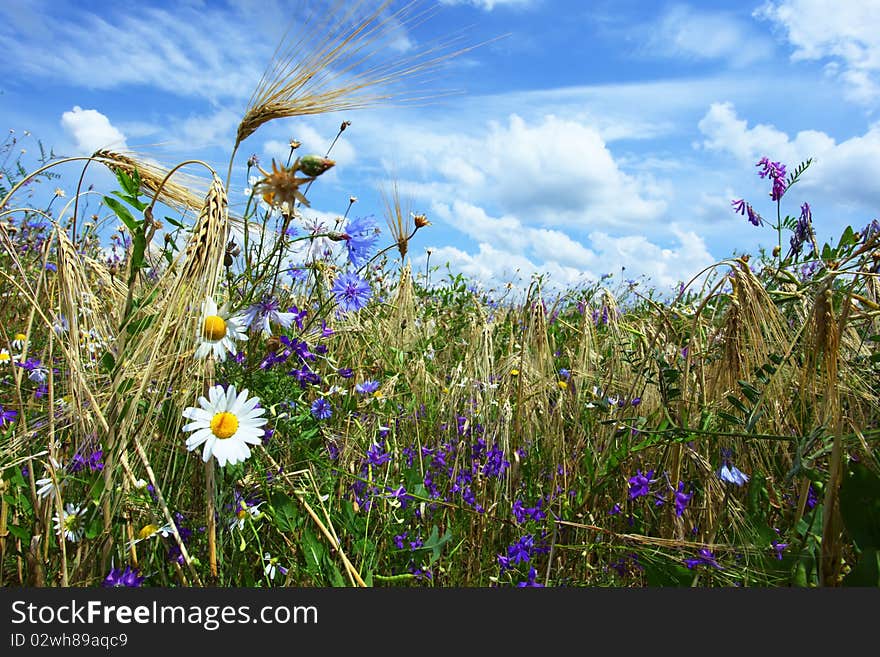 Daisies in the Rule of Law in the summer of ryed. Daisies in the Rule of Law in the summer of ryed