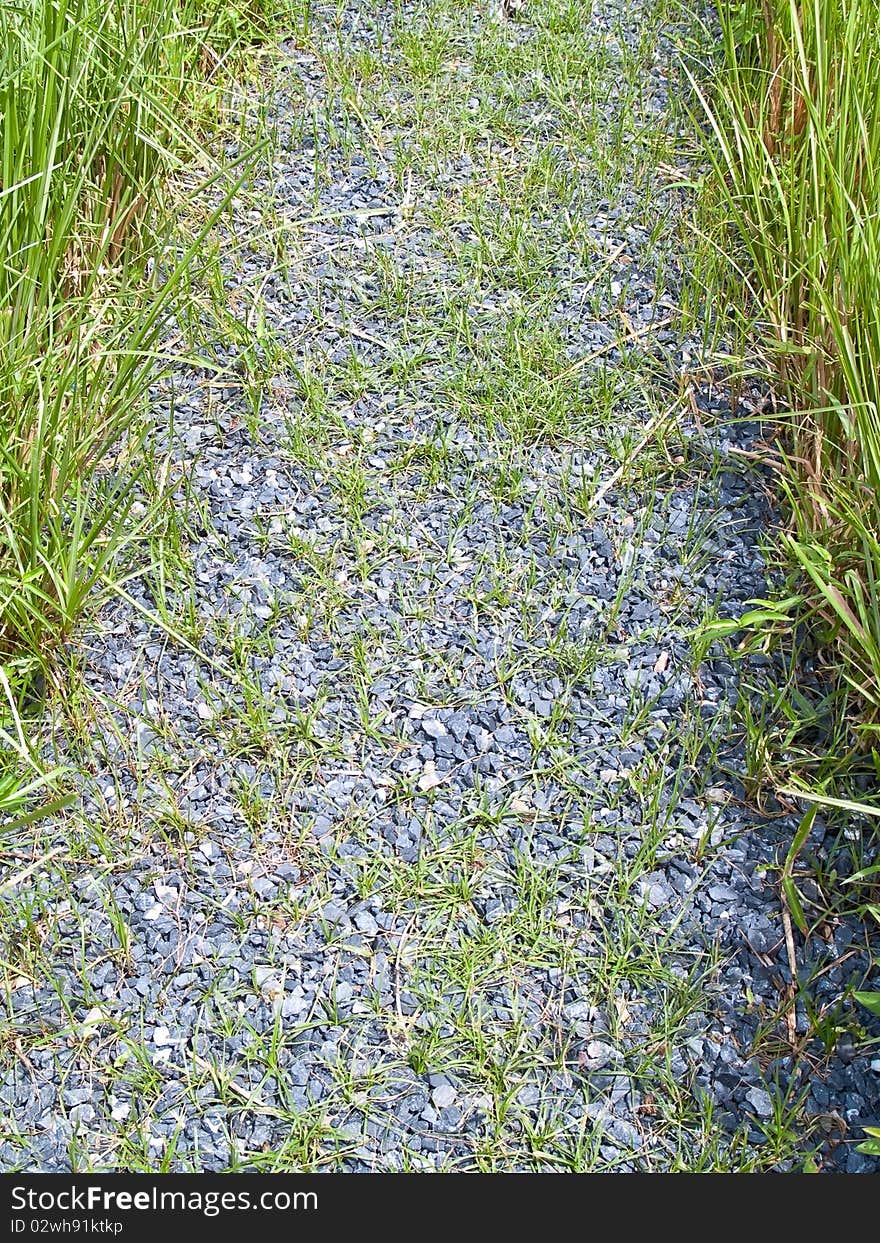 Pathway alongside of green field paddy rice