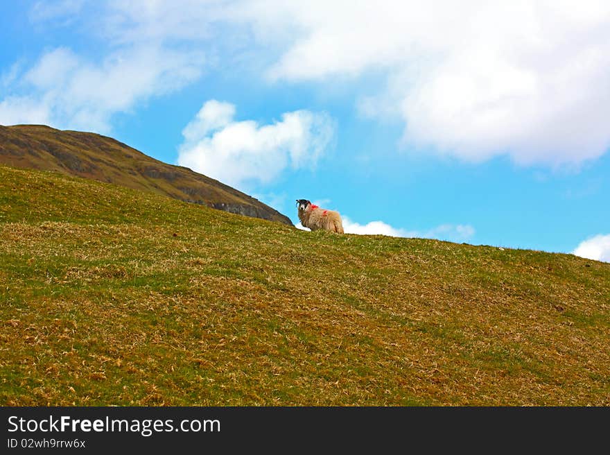 Scottish landscape with a sheep