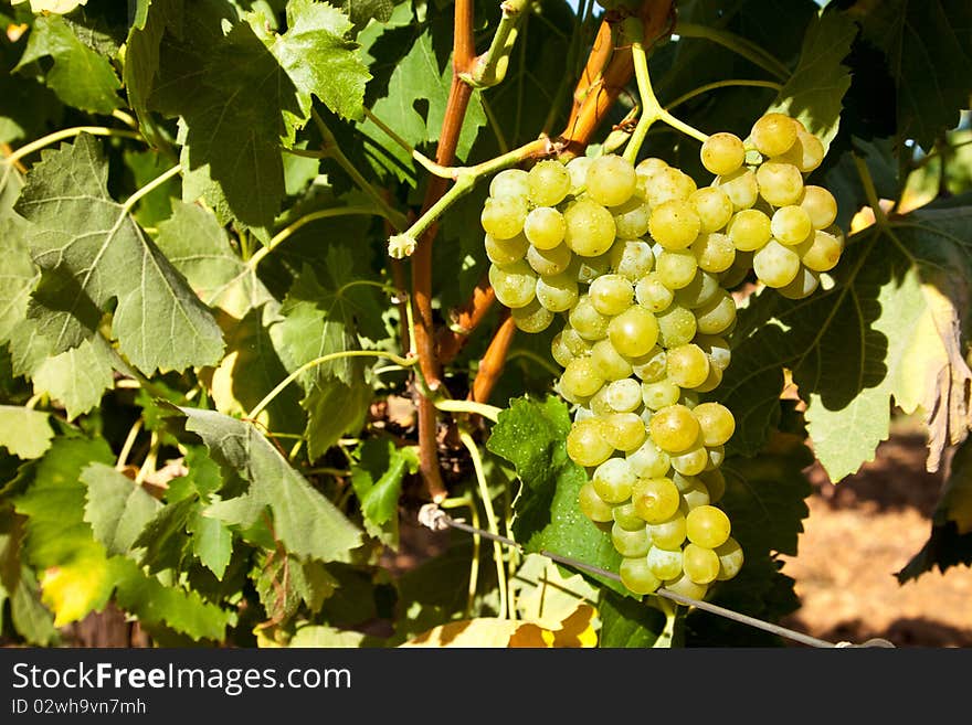 Ripe Grapes Hanging On The Vine