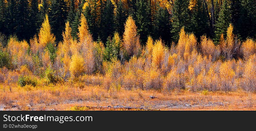 Bright colored autumn bushes in Yellowstone national park