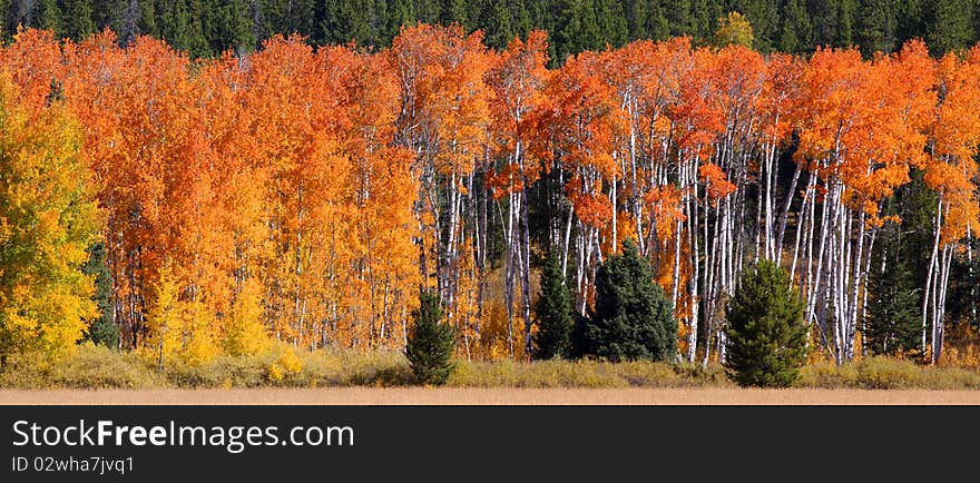 Bright colored autumn trees in Yellowstone national park. Bright colored autumn trees in Yellowstone national park