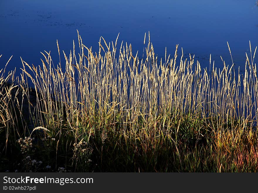 Beautiful tall river grass by the blue lake. Beautiful tall river grass by the blue lake