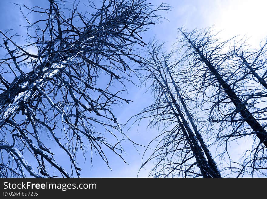 Tall burnt pine trees in Yellowstone national park