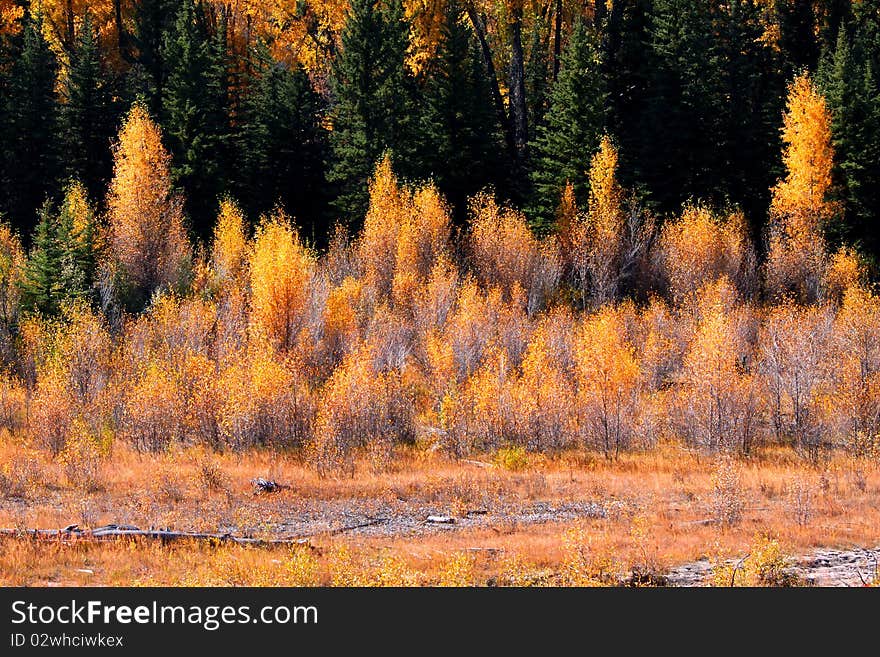 Bright colored autumn bushes in Yellowstone national park. Bright colored autumn bushes in Yellowstone national park