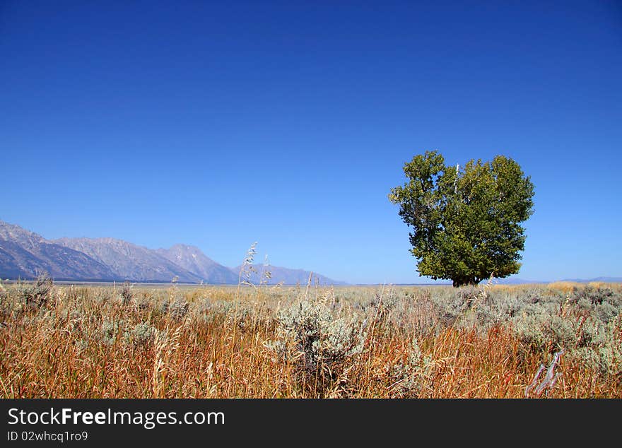 Single Tree