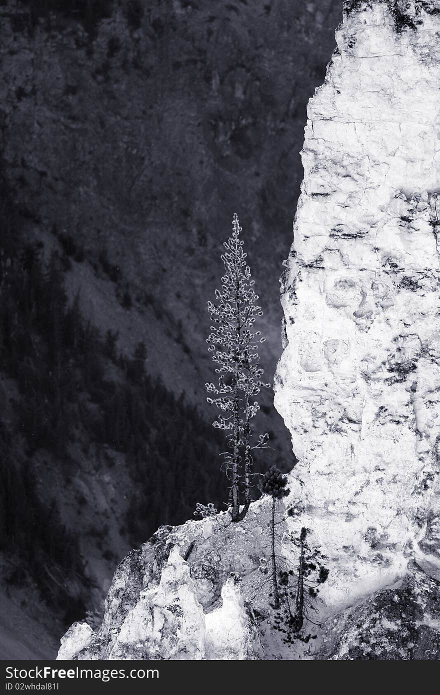 Single pine tree on grown on the rock