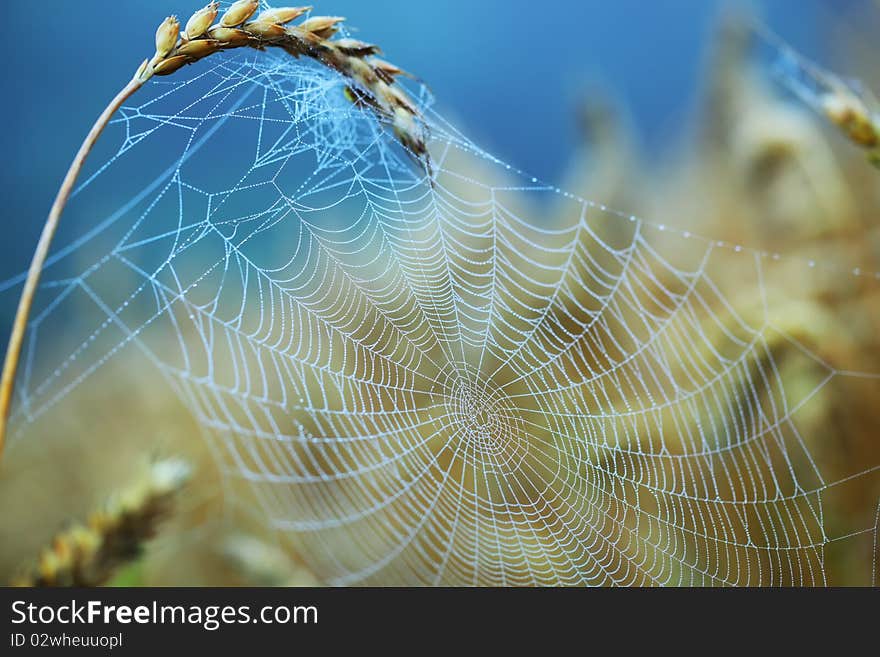 Wide Web in the summer in the early morning in a field