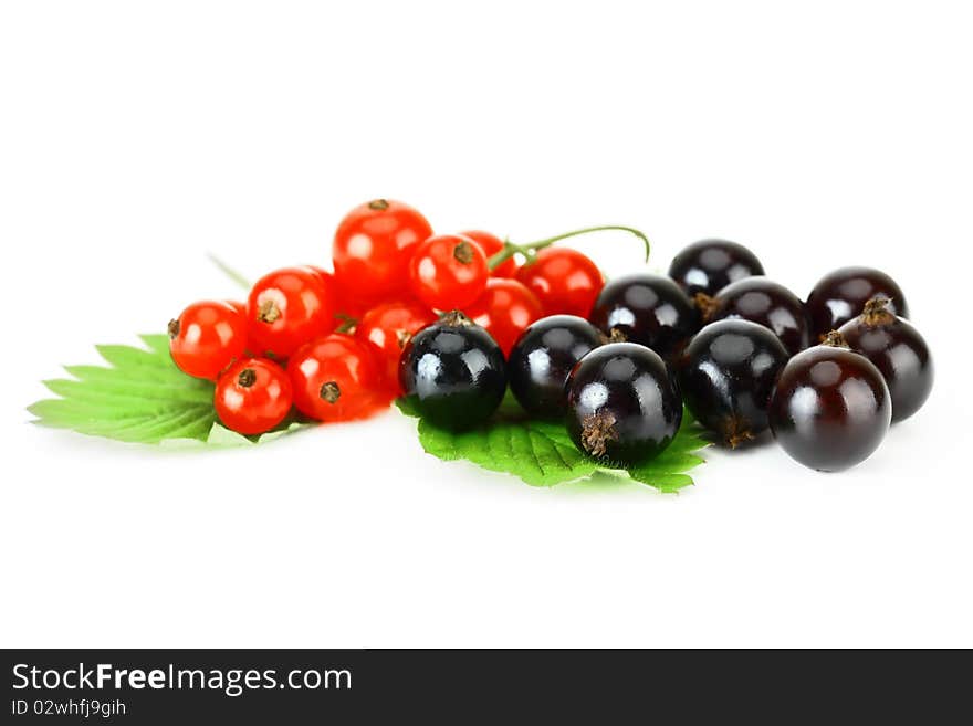 Black currant and red on a white background. Black currant and red on a white background