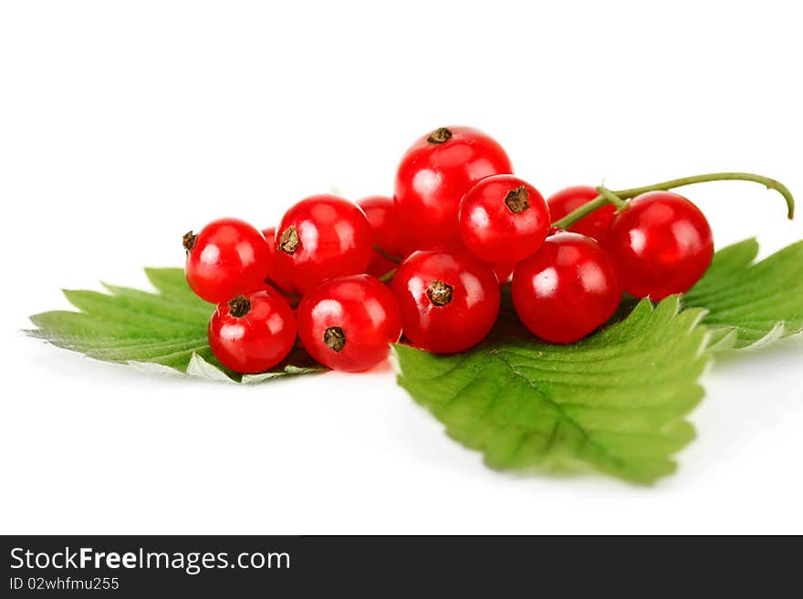 Red currants