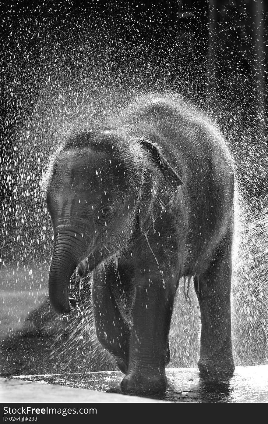 Happiness, Thai Calf Elephant