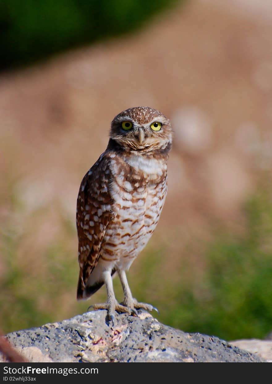 Burrowing Owl Standing