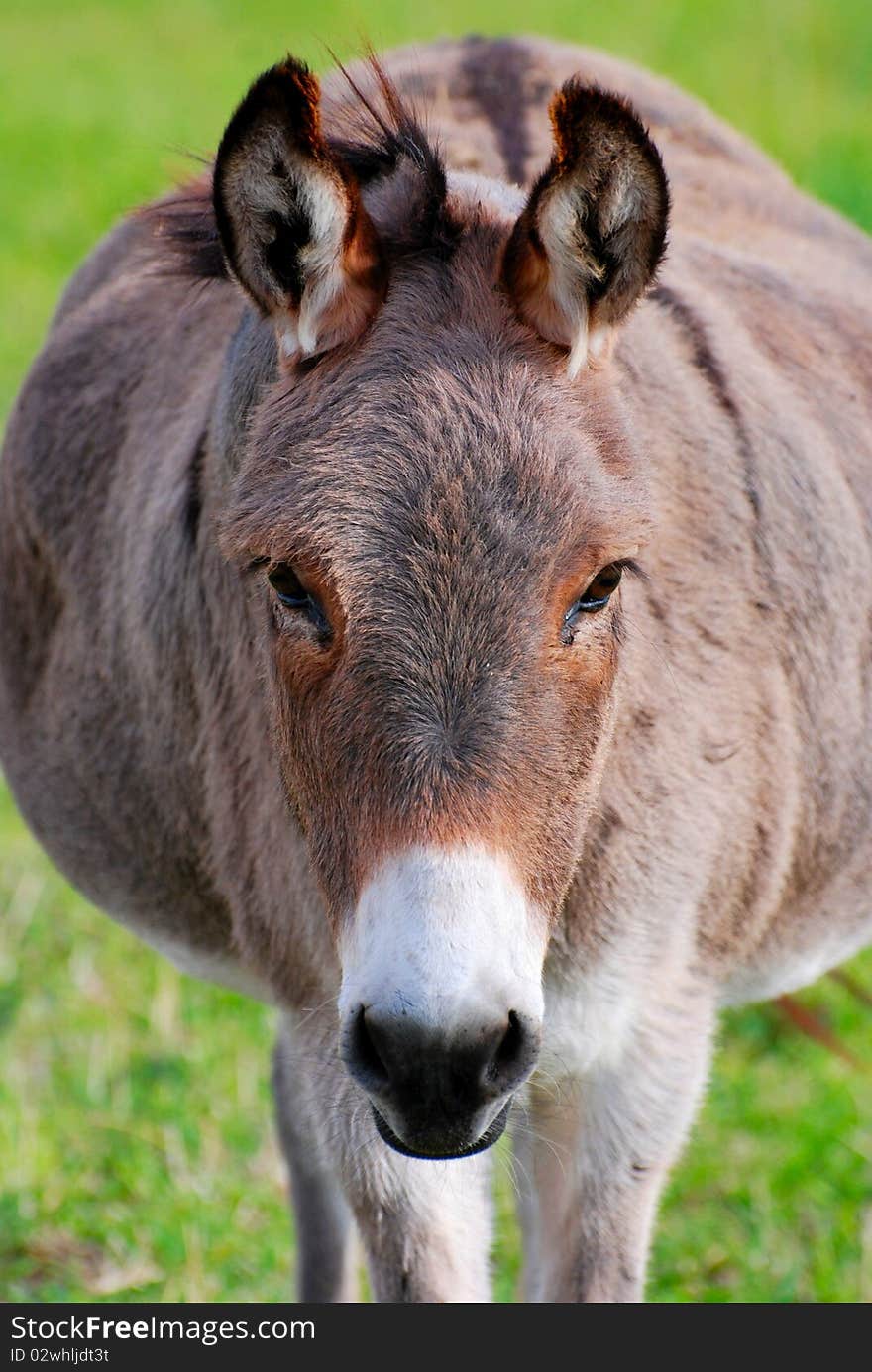 Donkey Portrait