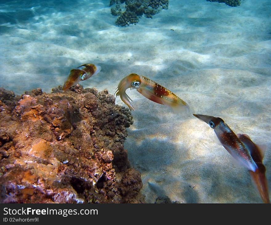 Kings of Camouflage, the cuttlefish