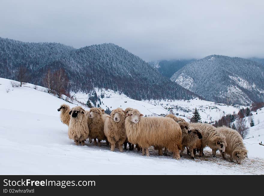 Sheep Flock in Mountain, in Winter